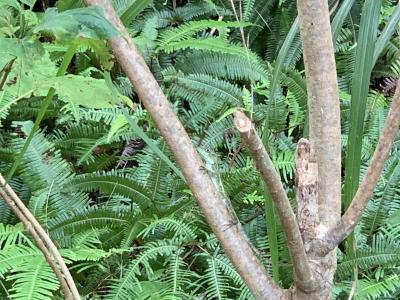 【沖縄】やんばるの森でとてもお茶目なキノボリトカゲに会ったよ