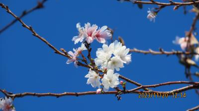 美しかった冬桜