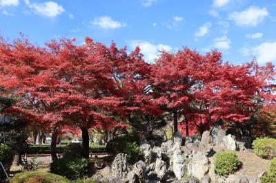 名古屋市内の紅葉巡り　前編　白鳥庭園・名古屋城など　2023年11月