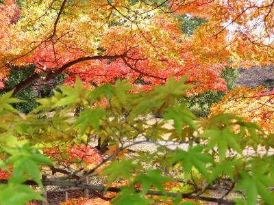 2023年【春日井落合公園】の紅葉