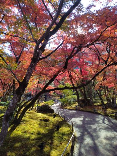 敢えてめちゃ混みの嵐山に行ってみた（2023年11月）