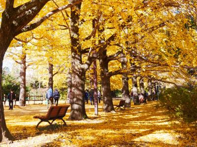 やっと来れた！昭和記念公園でイチョウ・紅葉狩りー2023.11ー