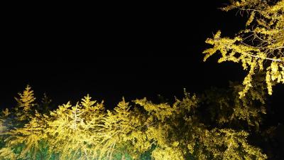 そぶえイチョウ黄葉まつりをメインに、弥富・一宮・名古屋に立ち寄る旅。