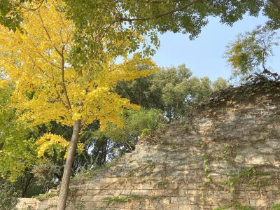 秋色の蘇州を観光しようNo.４－２　桂花公園の紅葉　古城を眺める　泉屋で北京ダック見つけた　最後は熱紅酒でゆったり