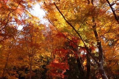 香嵐渓で紅葉狩り　2023年11月