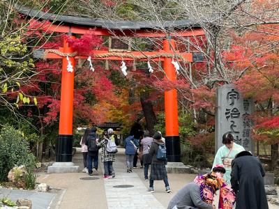 ⑯マダムの　絶景の京都　ライトアップと15社寺めぐり３日間　３日目の２　宇治～宇治上神社