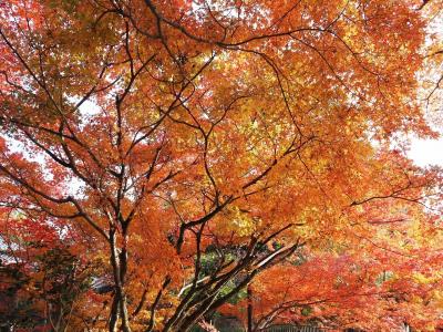 紅葉の見頃が過ぎた善法律寺と山崎観音