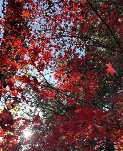 秋の高尾山へ　紅葉リベンジ