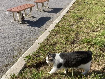 アジフライ定食の旅-18　　2023.11～12