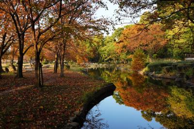 2023　大川の紅葉散歩（都島橋より下流側の左岸）