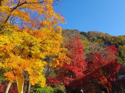 見頃の紅葉～京都へ　２０２３ ②