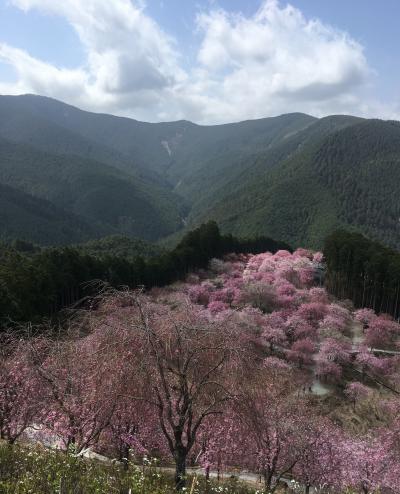 浅春のしだれ桜　高見の郷