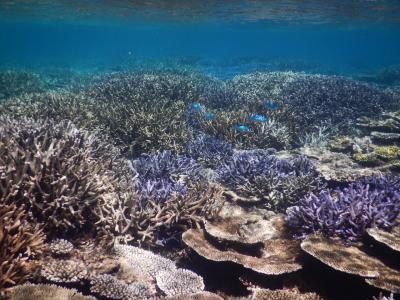 2023年7月座間味2回いってきたよ 後半荒波を越えろ編