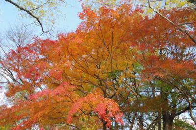 またもや竜田公園の紅葉へ　2023.12.2