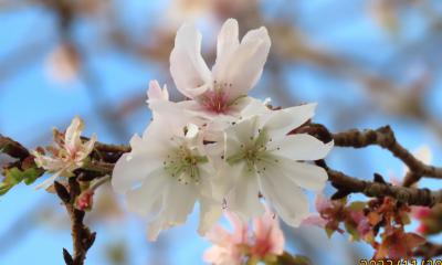 その後の冬桜