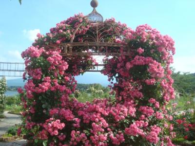 6月中旬の大石公園、バラがきれいでした。