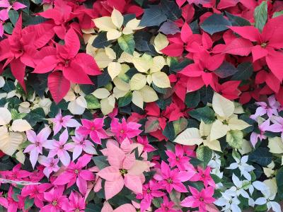 京都府立植物園＜色とりどりのポインセチア展＞と陶板名画の庭