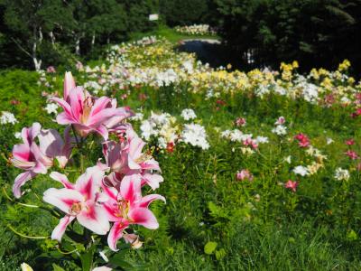 野尻湖テラスからつづく斑尾山のゆり畑