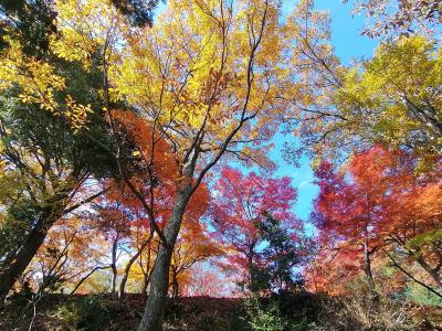 ’２３　滋賀湖北周辺紅葉旅４　小谷城③（桜馬場跡から歩いて下山）＆小谷城戦国歴史資料館