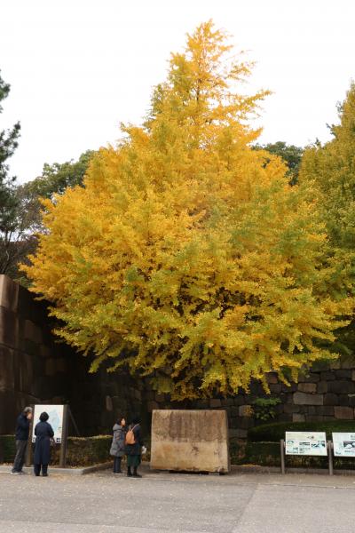 皇居東御苑の紅葉を訪ねてTown walk of the season"Imperial Palace East Garden"