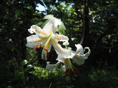 ヤマユリ咲く、夏の武蔵丘陵森林公園