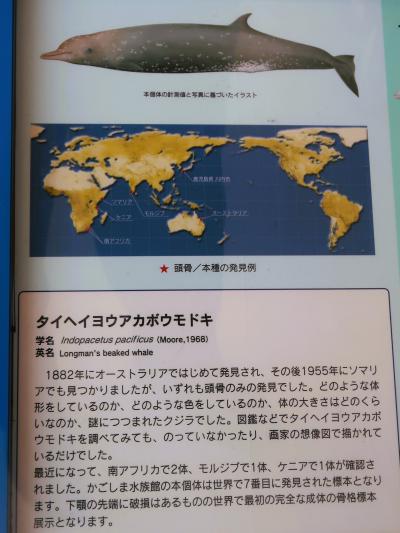 鹿児島25　かごしま水族館e　アカボウモドキ-珍種　☆あかめ・ピラルク・深海生物