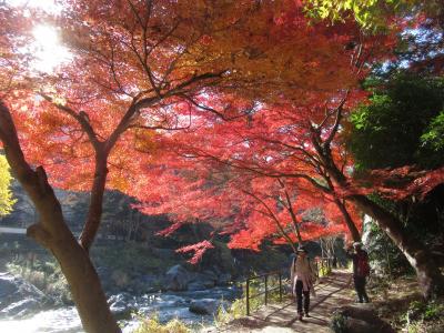御岳渓谷紅葉めぐり2023　Hiking to autumn leaves in Mitake Valley