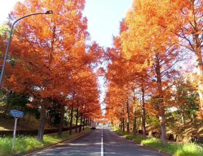 団塊夫婦の日本紅葉を巡る旅・2023ー多摩地区の紅葉＆ロードレース観戦
