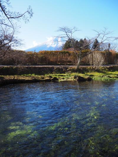 忍野八海から北口北口本宮富士浅間神社 2023-11-30