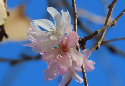 美しかった冬桜