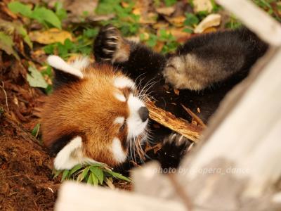 【レッサーパンダ遠征記】秋の札幌＆釧路（３）プーアルに会いに円山へ！秋の円山動物園