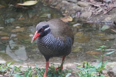 ヤンバルクイナを見よう！