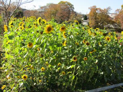 かにが沢公園の冬ヒマワリ（座間市緑ケ丘）ー2023年冬