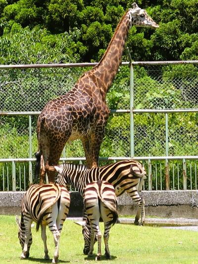 鹿児島34　平川動物公園a　アフリカの草原ゾーン　☆マサイキリン・ダチョウ・ライオン