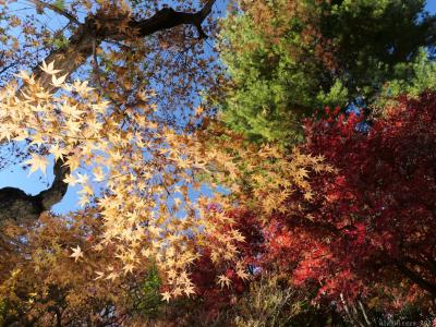 「ふかや緑の王国」の紅葉と黄葉_2023_木や草花の種類が多く、彩り豊かでした（埼玉県・深谷市）