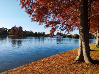 水元公園のメタセコイアの紅葉を見て来ました