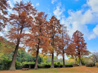 2023 秋・奥須磨公園のもみじ狩り