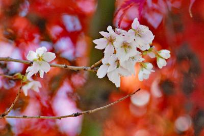  小原の四季桜と紅葉のコラボ・小原稲荷（松月寺）