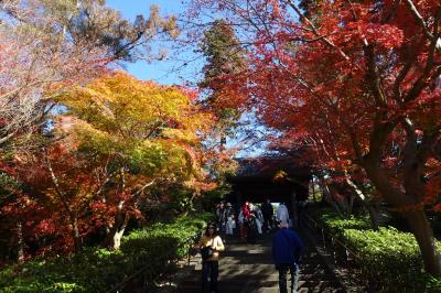 古都鎌倉　紅葉巡り　２０２３(前編）　北鎌倉ー円覚寺ー明月院ー東慶寺ー浄智寺ー源氏山ー海蔵寺