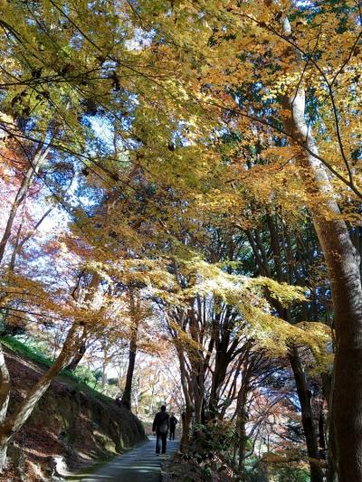 白野江植物公園の紅葉