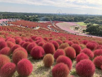 サザコーヒー本店・ひたち海浜公園