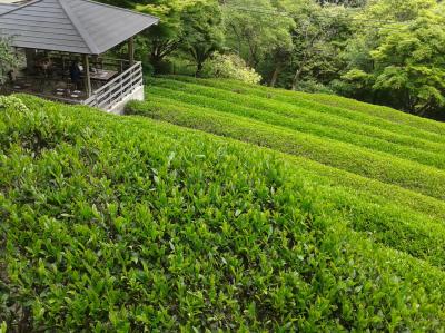 新緑眩しい摩耶山で茶畑観光