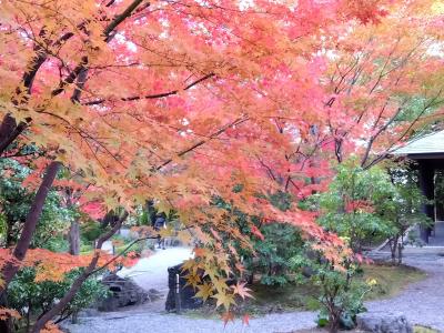 伏見散策～城南宮、今熊野観音寺、東福寺のモミジ