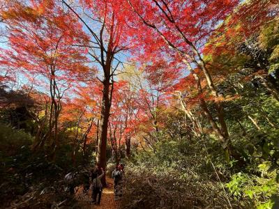 鎌倉へ紅葉ハイキングと寺院巡り