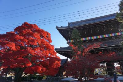 ビブグルマン掲載の熟成豚かわむらで極上とんかつ☆随心院と勧修寺で紅葉☆tounishinotouinホテル