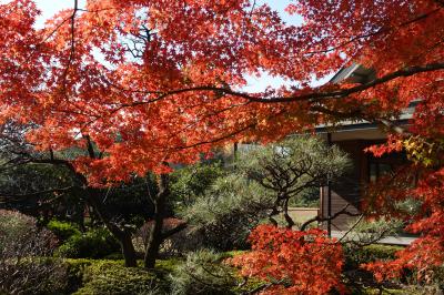 20231210-1 清澄白河 呼び出しを受けまして…折角ですから、紅葉とか黄葉とかの清澄庭園。と、清澄公園。