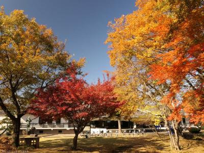 「太田市歴史公園」の紅葉_2023_長楽寺から東照宮を経て新田荘歴史資料館へ、綺麗に色付いていました