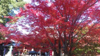 近場の紅葉　白鳥庭園・寂光院・旧愛岐トンネル