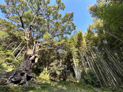 武雄温泉_Takeo Onsen　神社の大楠は一見の価値あり！美人の湯が今も健在な歴史ある温泉