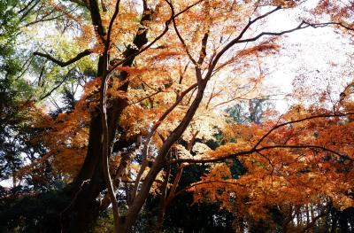 下鴨神社から相国寺へ